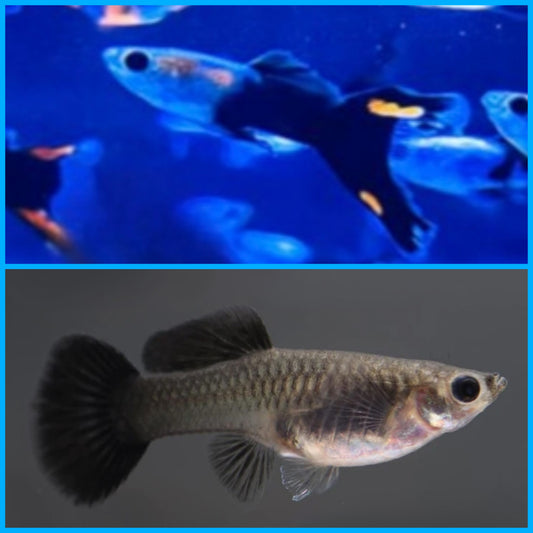 Guppys Black Devil x Full Black (Casal)