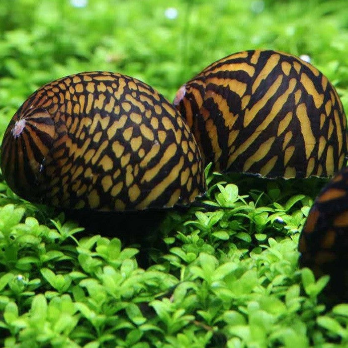 Neritina Tigre