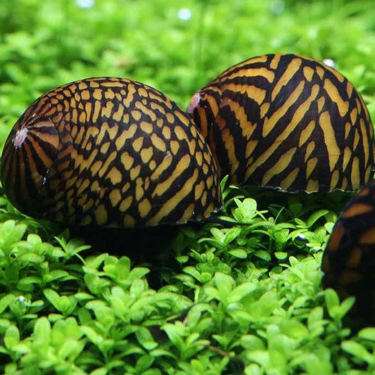 Neritina Tigre