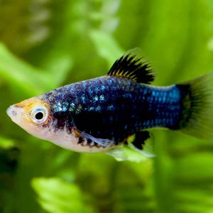 Platys, Mollys e Espadas