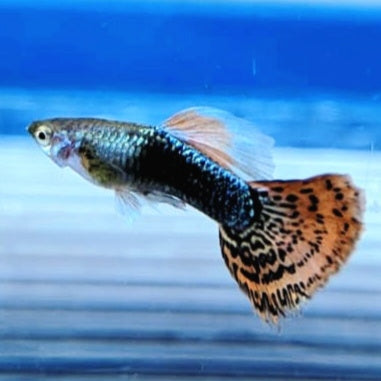 Guppy Black Dragon (Macho)