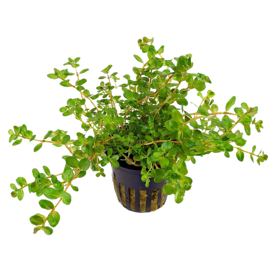 Rotala rotundifolia