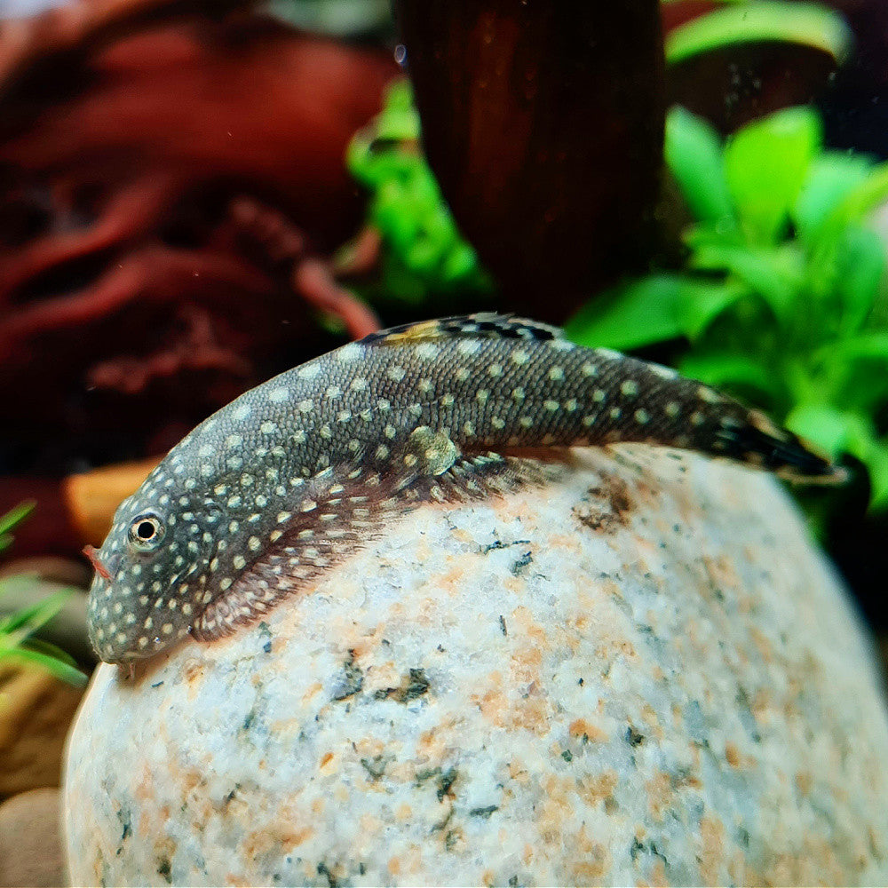 Plecostomus de Bornéu