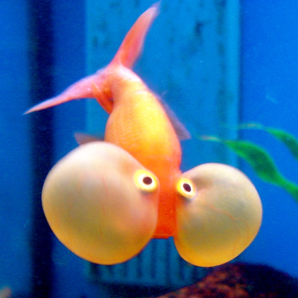 Oranda Vermelho Olhos de Bolha 4-5cm