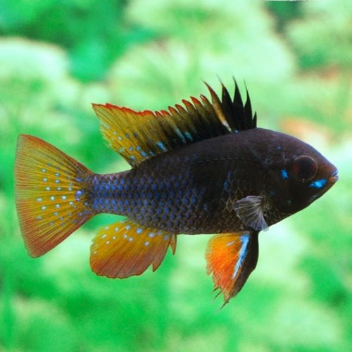 Ramirezi Negro 4cm