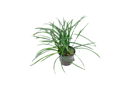 Ophiopogon japonicus