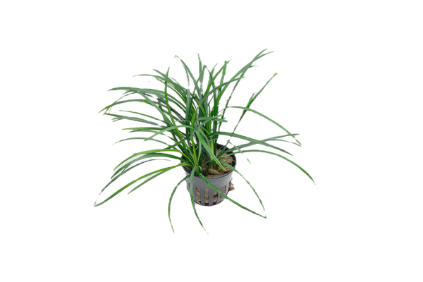 Terrário/Paludário
