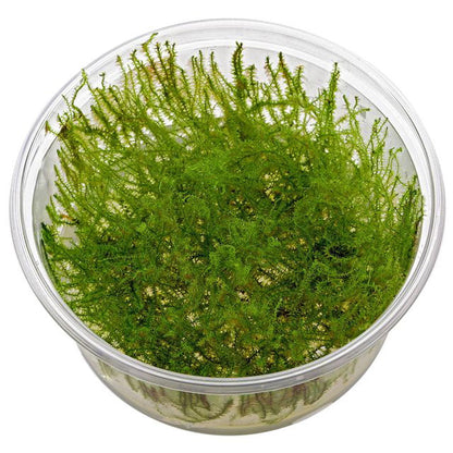 Musgo Stringy (In Vitro)