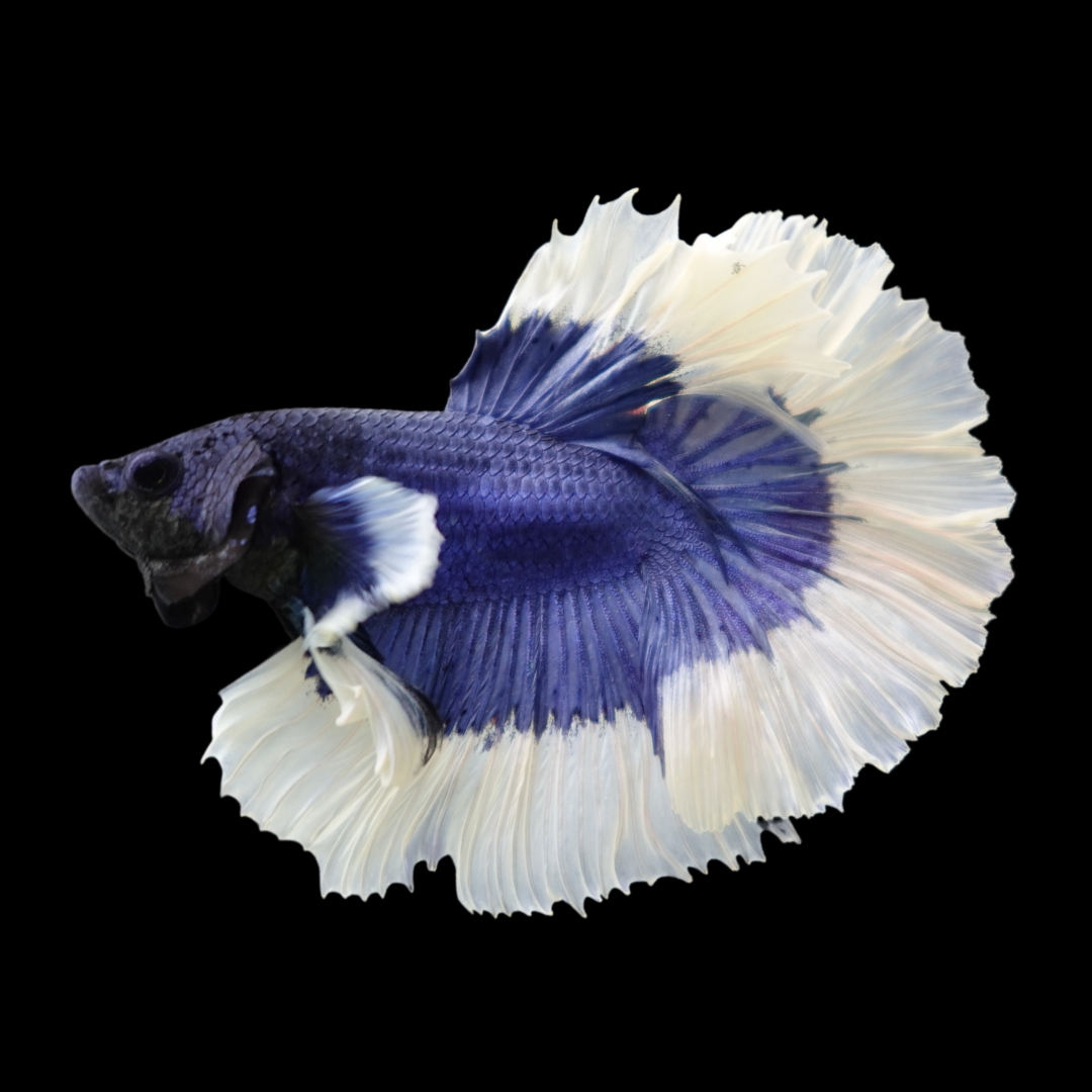 Betta Macho Halfmoon Blue Turquoise Butterfly