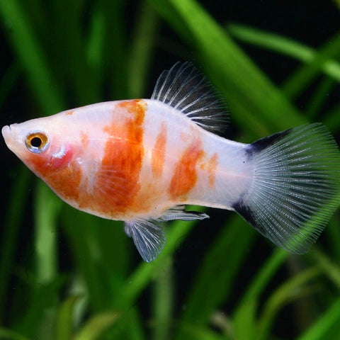 Platy Coral Zebra