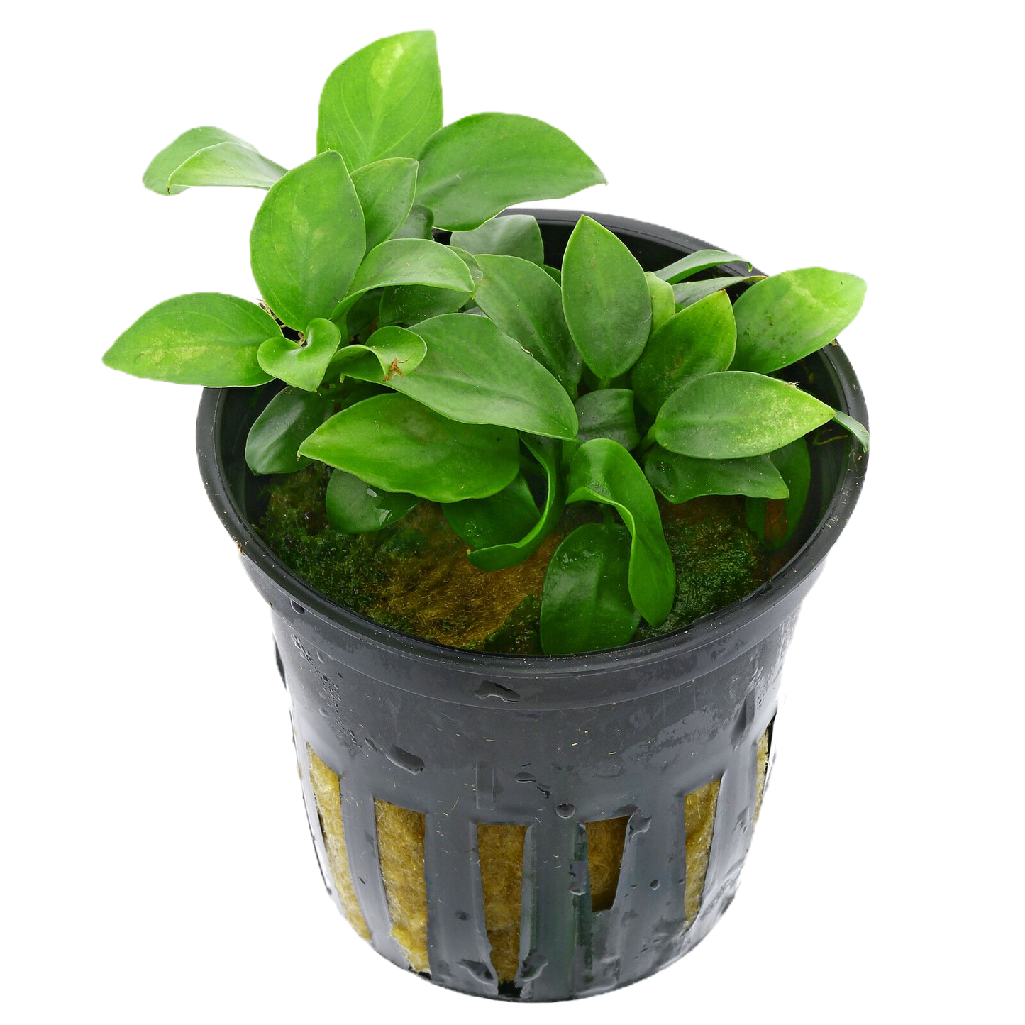 Anubia nana bonsai