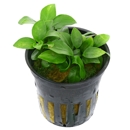 Anubia nana bonsai