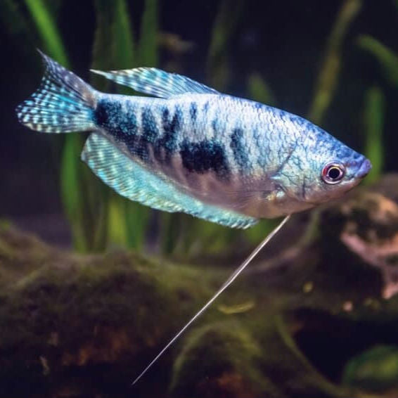 Gourami Azul XL