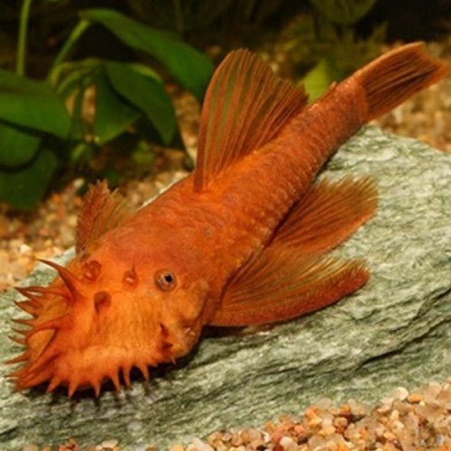 Ancistrus Super Red 2cm