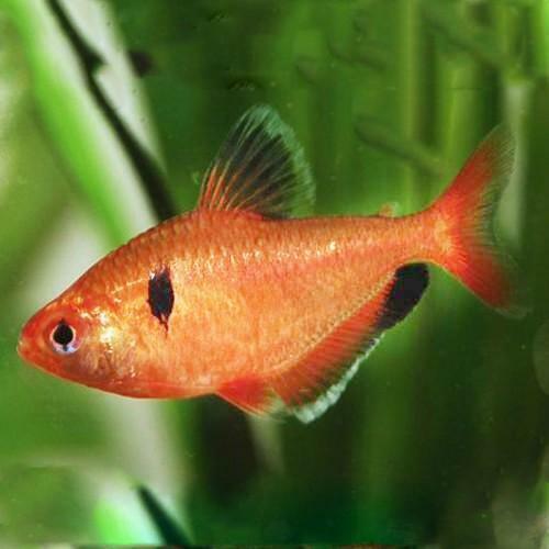 Tetra Serpae 2cm