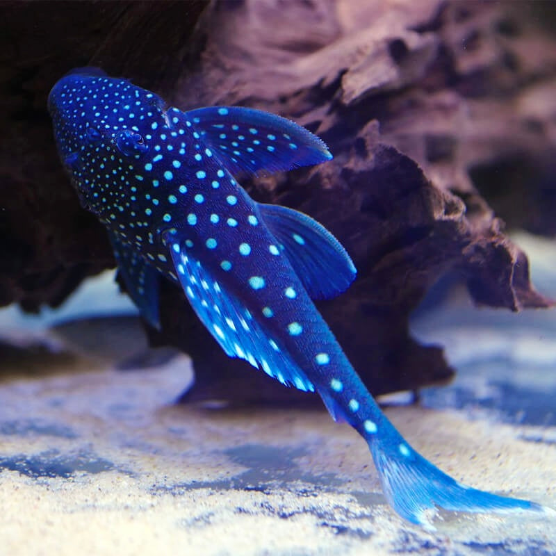 L128 Hemiancistrus sp. Blue Phantom 4cm
