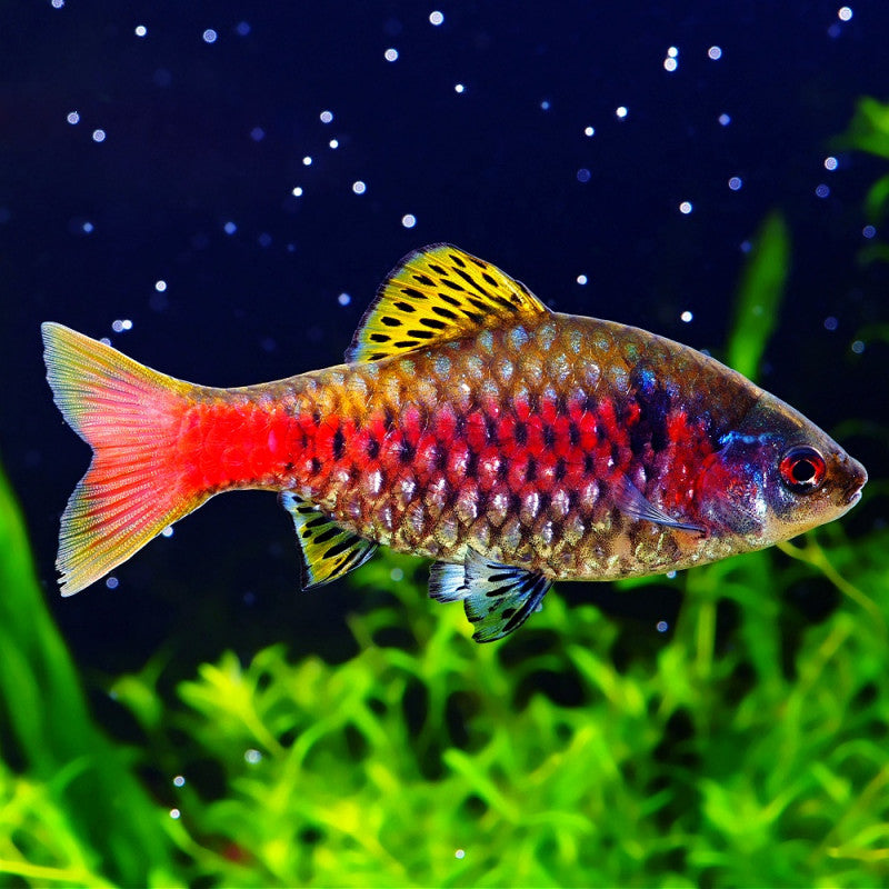 Barbo Odessa