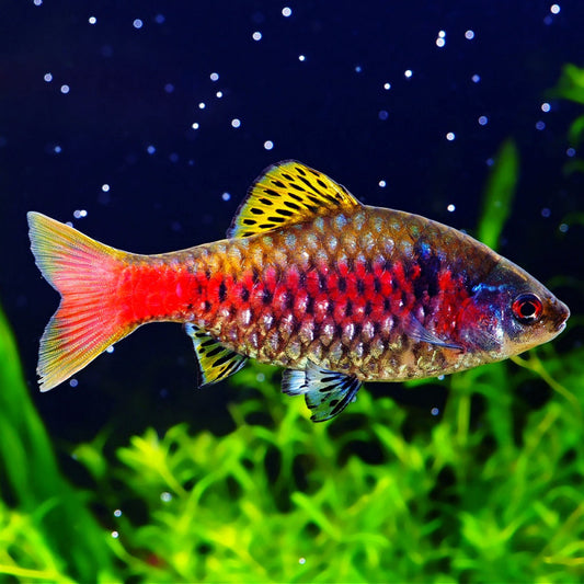 Barbo Odessa