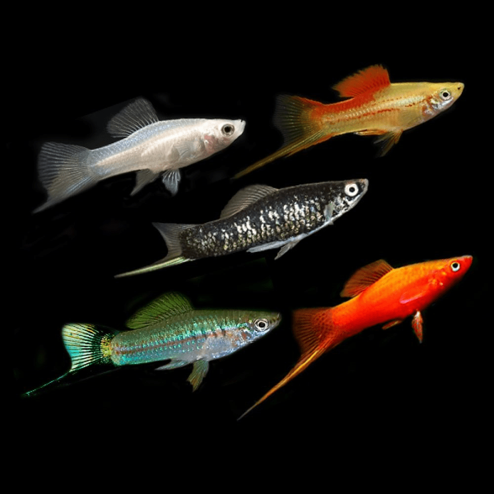 Espadas Sortidos 5cm