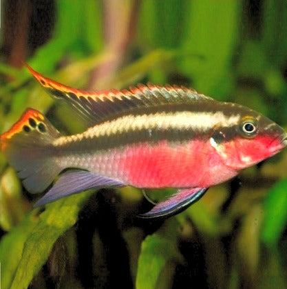 Kribensis Super Red