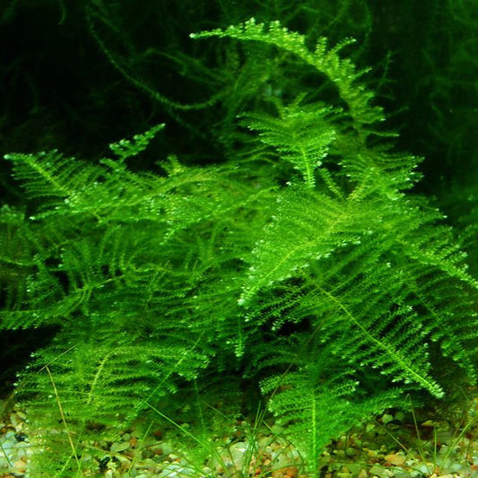 Musgo Taiwan (In Vitro)
