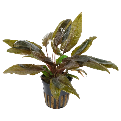 Cryptocoryne wendtii Tropica