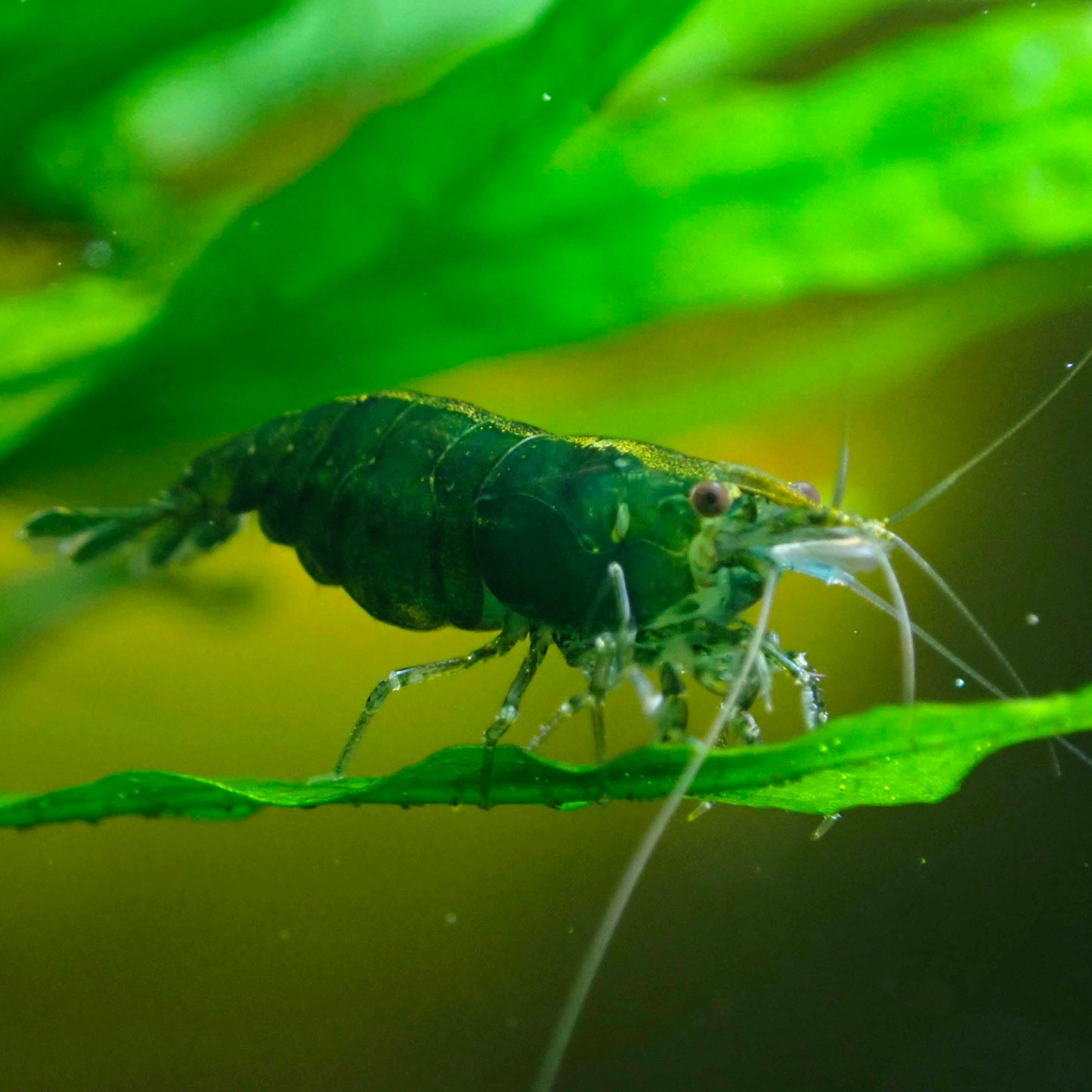 Neocaridina Green Jade