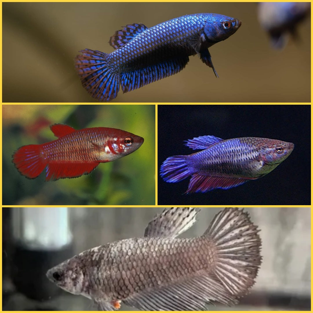 Betta Fêmea Sortida