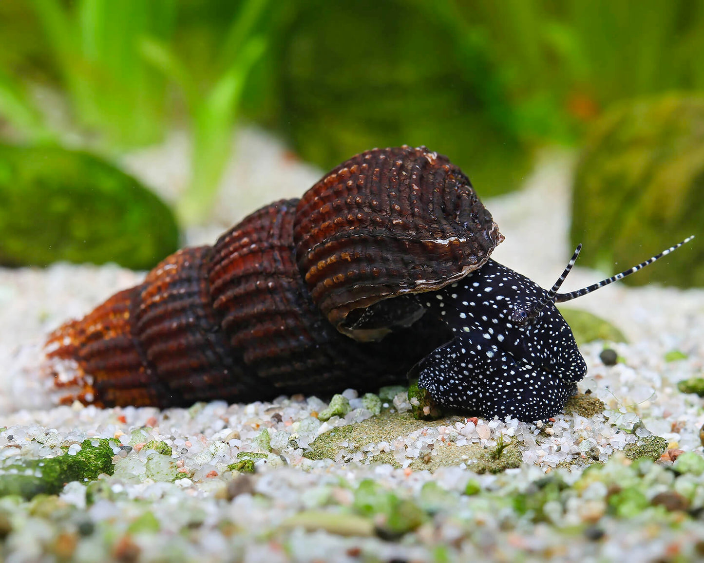 Tylomelania Patriarchalis