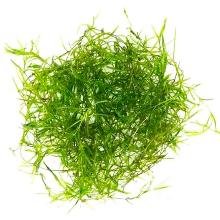 Najas guadalupensis (Guppy Grass)