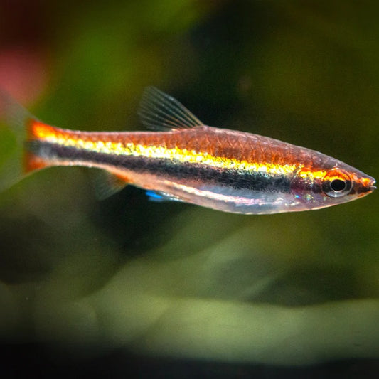 Peixe Lápis Vermelho