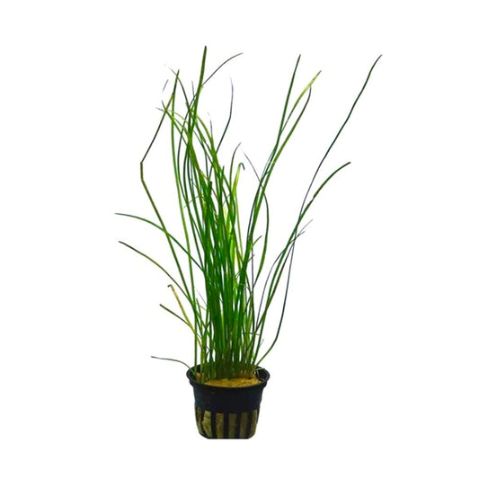 Vallisneria nana