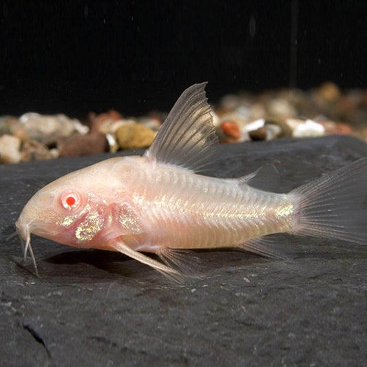 Corydora paleatus albina
