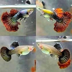 Guppys Red Dragon (Casal)