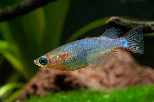 Oryzias woworae