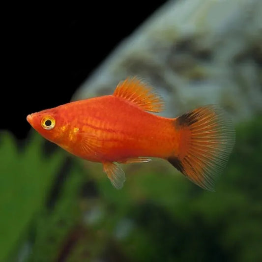 Platy Cometa Vermelho