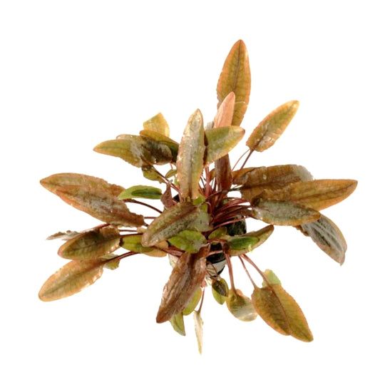 Cryptocoryne wendtii Brown