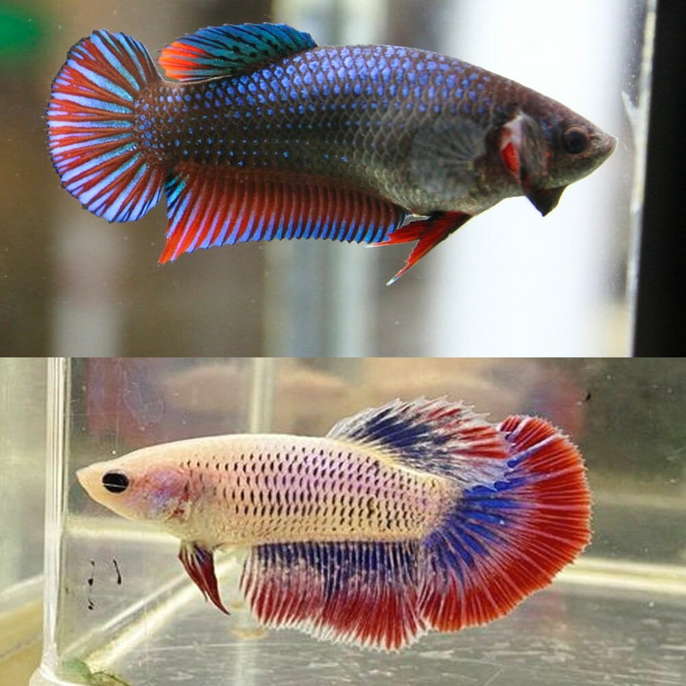 Betta Fêmea Halfmoon Sortida