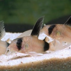 Corydora Panda Véu