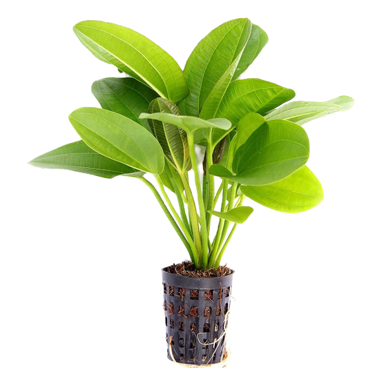 Echinodorus cordifolius