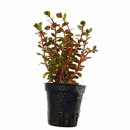 Rotala rotundifolia 'Blood Red'