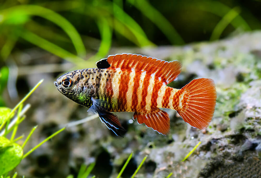 Badis Black Tiger