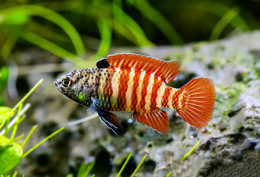 Badis Black Tiger