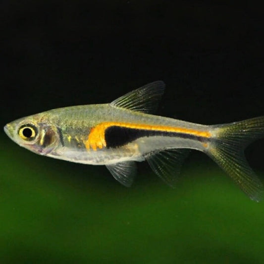 Rasbora Hengeli