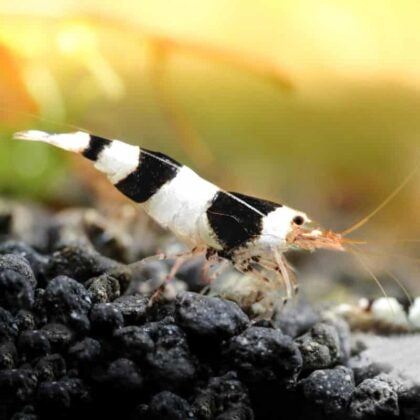Caridina Crystal Black