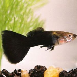 Guppys Half Black (Casal)