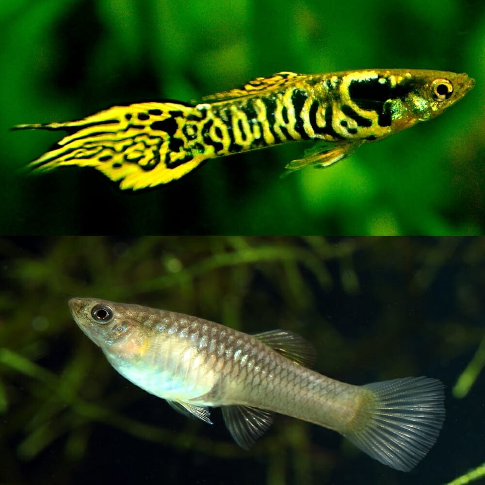 Guppys Endler Tiger (Casal)