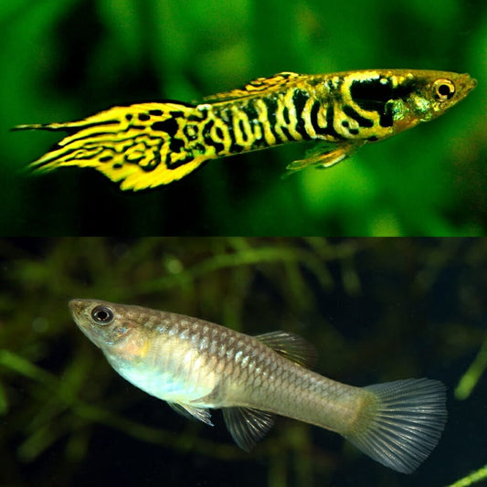 Guppys Endler Tiger (Casal)