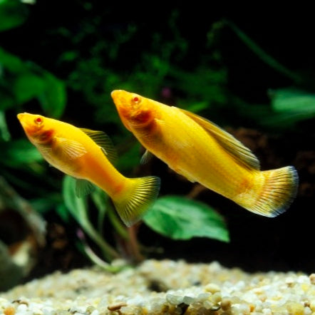 Molly Velifera Dourada