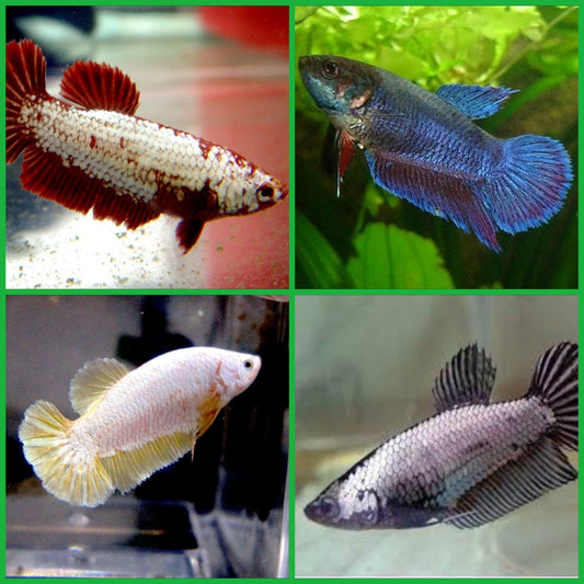 Betta Fêmea Plakat Dragon